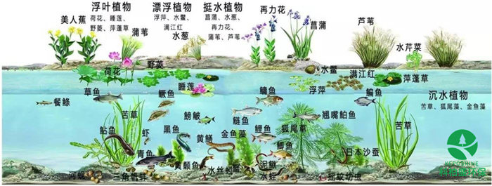 亚洲AV怡红院AV男人的天堂